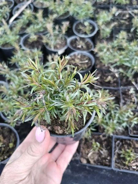 Флокс (розсада) шилоподібний Emerald Cushion Blue PLT-PR-CAS-1060 фото