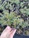 Флокс (розсада) шилоподібний Emerald Cushion Blue PLT-PR-CAS-1060 фото 2