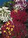№90Хризантема ампельна Skyfall White  мультифлора касетна розсада PLT-CH-SKFWCAS-730 фото 2