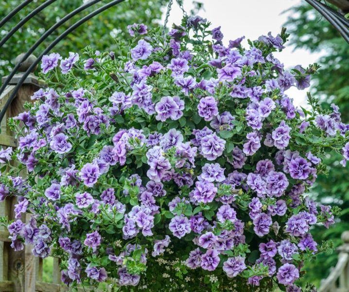 Петунія Tumbeline Priscilla Pro PLT-AN-CAS-785 фото