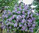 Петунія Tumbeline Priscilla Pro PLT-AN-CAS-785 фото 2