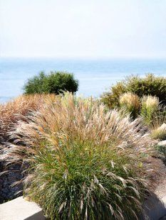 Міскантус китайський Адажіо  (Miscanthus sinensis Adagio) касетна розсада PLT-MIS-CAS-1313 фото