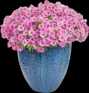 Петунія Vista Bubblegum PLT-BUBL-CAS-31 фото