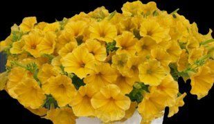 Сурфінія Dark Yellow Morn касетна розсада  PLT-AN-CAS-640 фото
