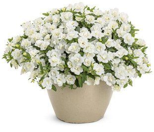 Калібрахоа Superbells Double White вазон PLT-DWH-VAZ-225 фото