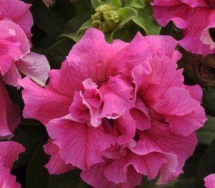 Насіння квітів Петунія Double Cascade Pink 10шт SDS-AN-FAS-331 фото