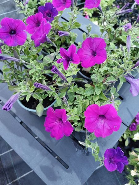 Петунія Tidal Wave F1 Purple касетна розсада  PLT-AN-CAS-963 фото
