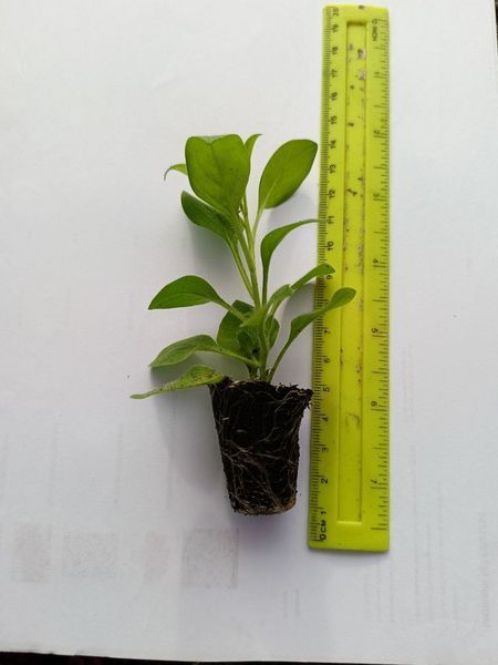 Петунія Vista Bubblegum PLT-BUBL-CAS-31 фото