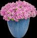 Петунія Vista Bubblegum PLT-BUBL-CAS-31 фото 1