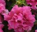 Насіння квітів Петунія Double Cascade Pink 10шт SDS-AN-FAS-331 фото 1