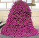 Петунія Tidal Wave F1 Purple касетна розсада  PLT-AN-CAS-963 фото 1