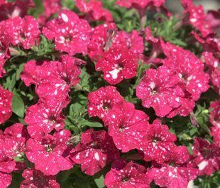 Петунія Cherry Sky PLT-AN-CAS-787 фото