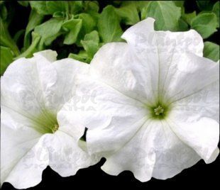 Петунія Сonchita Grande White PLT-AN-CAS-651 фото