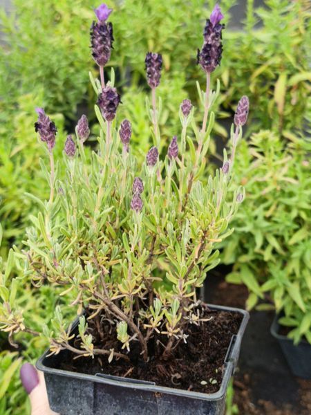 Лаванда Bandera Deep Purple PLT-PR-P9-1069 фото