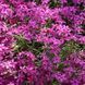 Флокс (розсада) шилоподібний Fabulous Rose PLT-PR-CAS-1062 фото 1