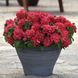Насіння квітів Петунія Double Cascade Valentine 10шт SDS-AN-FAS-332 фото 1