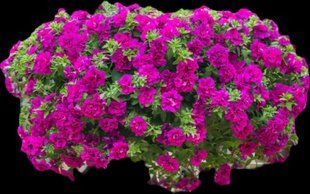 Петунія Tumbeline Savanna PLT-AN-VAZ-646 фото