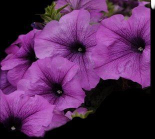 Петунія Conchita Grande Lavender PLT-AN-CAS-653 фото