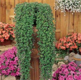 Насіння квітів Діхондра Emerald Falls 3шт SDS-AN-FAS-333 фото