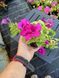Петунія Tumbeline Savanna PLT-AN-VAZ-646 фото 3