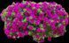 Петунія Tumbeline Savanna PLT-AN-VAZ-646 фото 1