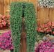 Насіння квітів Діхондра Emerald Falls 3шт SDS-AN-FAS-333 фото 1