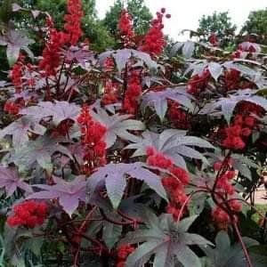 Насіння квітів Кліщивина Carmencita Bringht Red 5 шт професійне фасоване SDS-AN-FAS-22 фото