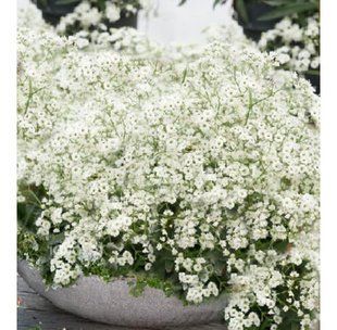 Гіпсофіла FESTIVAL WHITE касетна розсада PLT-GIP-WHITE-1076 фото