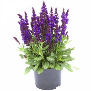 Шавлія дібровна Medium Violet PLT-PR-CAS-1064 фото