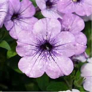 Петунія Lavender Sky PLT-AN-CAS-789 фото