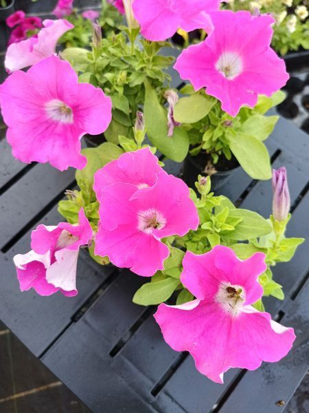 Петунія Conchita Grande Pink квітуча PLT-AN-VAZ-652 фото