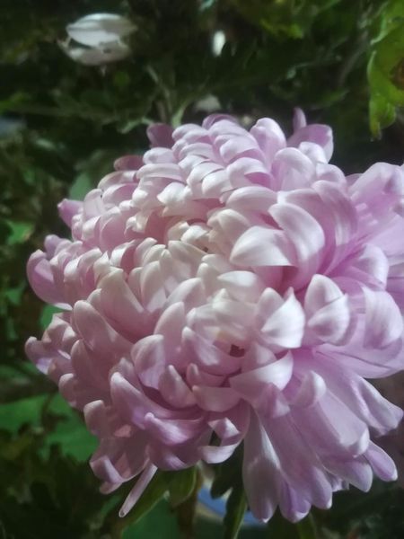 Хризантема великоквіткова горшечна Pink+Terracote PLT-CH-PINKCAS-734 фото