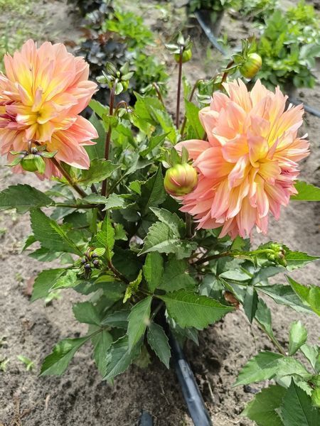 Жоржина Dalina Maxi Peach касетна розсада  PLT-PR-CAS-1266 фото