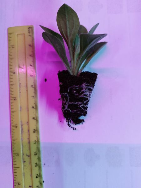 Петунія Lavender Sky PLT-AN-CAS-789 фото