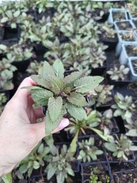 Шавлія дібровна Medium Violet PLT-PR-CAS-1064 фото