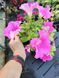 Петунія Conchita Grande Pink квітуча PLT-AN-VAZ-652 фото 2