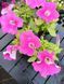 Петунія Conchita Grande Pink квітуча PLT-AN-VAZ-652 фото 3