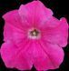 Петунія Conchita Grande Pink квітуча PLT-AN-VAZ-652 фото 1