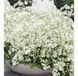 Гіпсофіла FESTIVAL WHITE касетна розсада PLT-GIP-WHITE-1076 фото 1