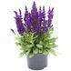 Шавлія дібровна Medium Violet PLT-PR-CAS-1064 фото 1