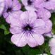 Петунія Lavender Sky PLT-AN-CAS-789 фото 1
