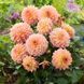 Жоржина Dalina Maxi Peach касетна розсада  PLT-PR-CAS-1266 фото 1