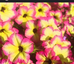 Петунія вегетативна Alpetunia Magenta Yellow Star вазон PLT-AN-VAZ-840 фото