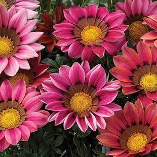 Гацанія Kiss Rose ф10 PLT-AN-P9-1026 фото