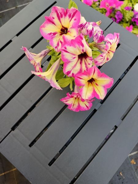 Петунія вегетативна Alpetunia Magenta Yellow Star вазон PLT-AN-VAZ-840 фото