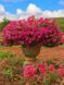 Петунія Vista Strawberry касетна розсада  PLT-AN-CAS-1287 фото 1