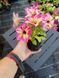 Петунія вегетативна Alpetunia Magenta Yellow Star вазон PLT-AN-VAZ-840 фото 3