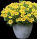 Петхоа  вегетативна Веautical Yellow Sun касетний живець PLT-AN-CAS-622 фото 1