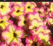 Петунія вегетативна Alpetunia Magenta Yellow Star вазон PLT-AN-VAZ-840 фото 1