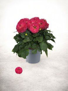 Жоржина Dalina Maxi Cherry Blast касетна розсада  PLT-PR-CAS-1267 фото